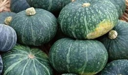 吃海南沙地蜜瓜,海南沙地蜜瓜的独特魅力