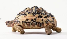 乌龟吃角瓜解压,解锁解压新方式