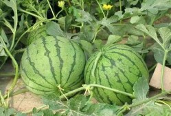 财经和南理吃瓜,揭秘校园财经圈的那些事儿