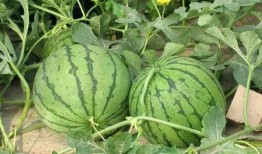 财经和南理吃瓜,揭秘校园财经圈的那些事儿