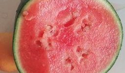 宁津吃瓜视频,揭秘当地特色美食背后的故事