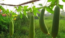 老瓠瓜怎么吃,家常美味新体验