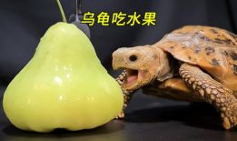 吃瓜乌龟,揭秘动物界的“美食评论家”