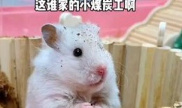 吃瓜甜鼠,揭秘网络红人的甜蜜生活与争议