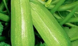 青帝吃瓜,瓜田里的神秘传说