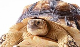 乌龟吃角瓜解压,解锁解压新方式