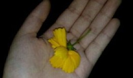 吃瓜群众吸瓜视频,一场视觉盛宴的狂欢