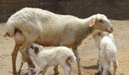 母羊吃瓜好吗,营养与适宜性的探讨