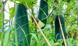 最新劲爆吃瓜,揭秘明星背后的惊人真相！