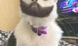 看图猜猫带你吃瓜,跟随“看图猜猫”探寻神秘瓜果世界