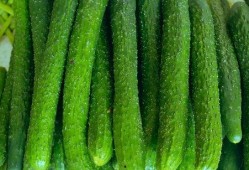 可炒菜吃的瓜,探索可炒菜瓜的多样烹饪艺术