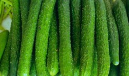 可炒菜吃的瓜,探索可炒菜瓜的多样烹饪艺术