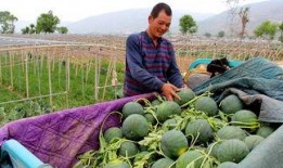 广西桂林吃瓜群众,揭秘当地美食风云录