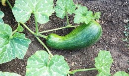 老瓠瓜怎么吃,家常美味新体验